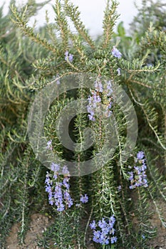 Creeping Rosemary, Rosmarinus officinalis Prostratus Corsican blue, flowering plants photo